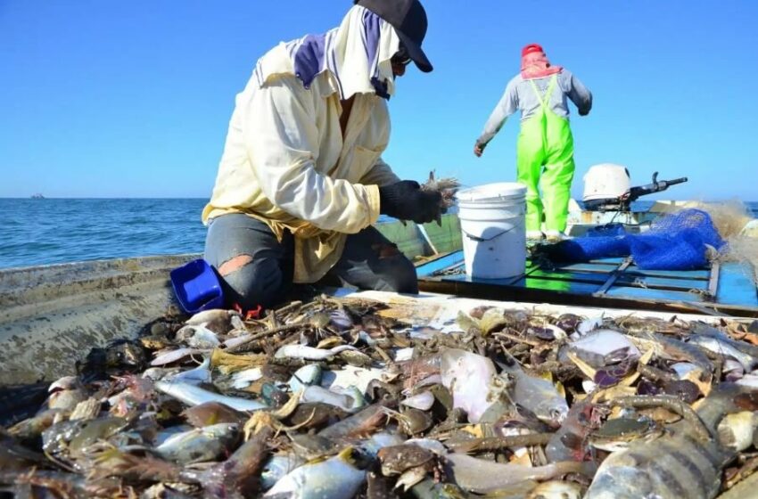  ALTERNATIVA PRODUCTIVA: Piden implementar programa de captura de jaiba en bahía …