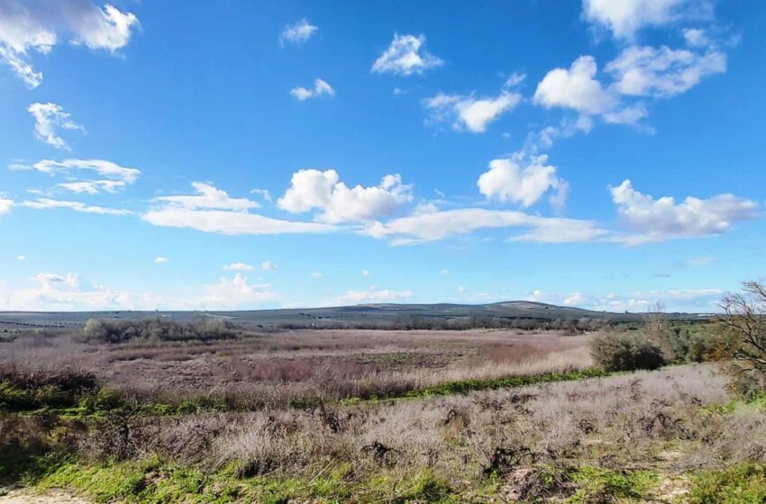  La muerte de la laguna del Rincón – Ecologistas en Acción