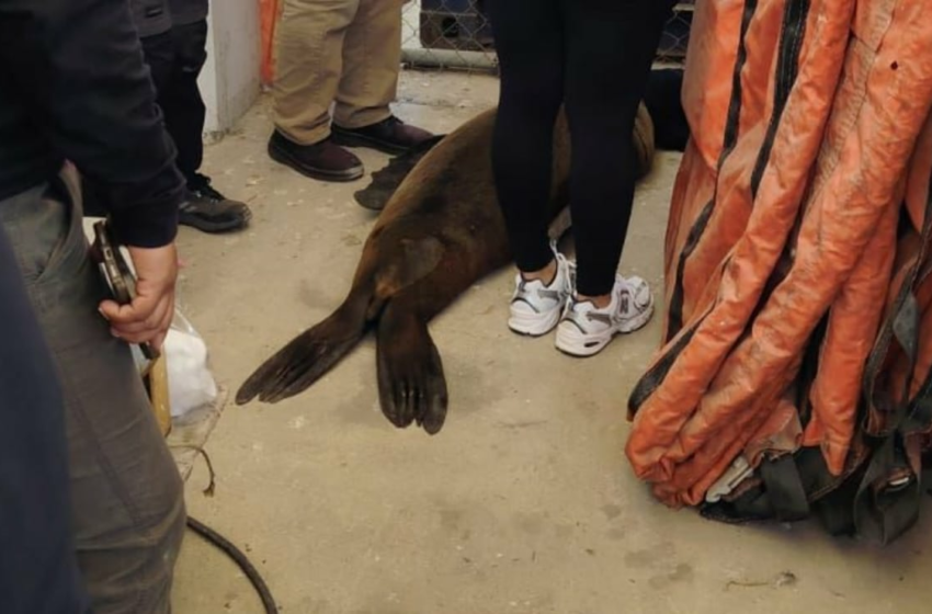  Marina y Profepa rescatan a lobo marino en Cabo San Lucas; presentaba dificultades para nadar