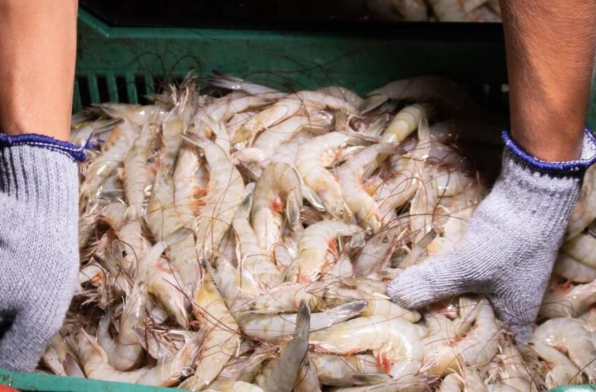  Productores de camarón denuncian presunto ingreso ilegal de producto ecuatoriano y …