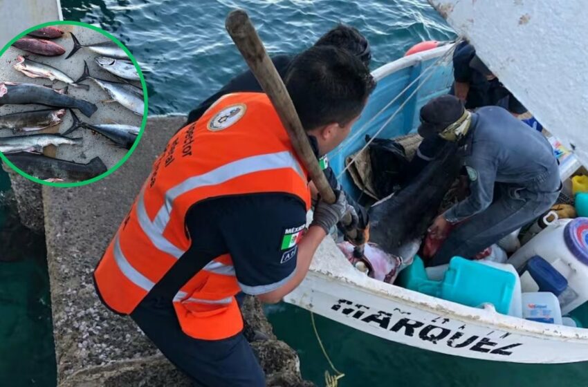  Incautan 240 kilos de pesca en área natural – Enfoque Monterrey