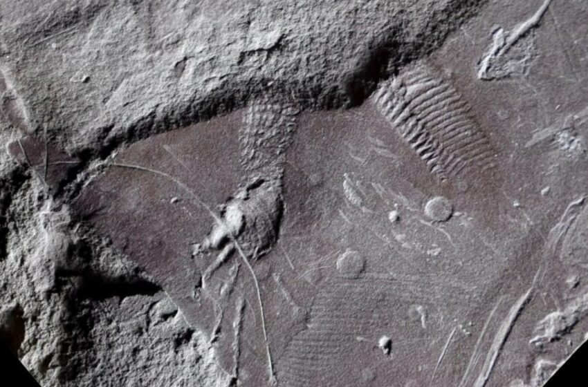  Un fósil de reptil de hace 300 millones de años fue hallado con el ano y la piel escamosa preservados – Infobae