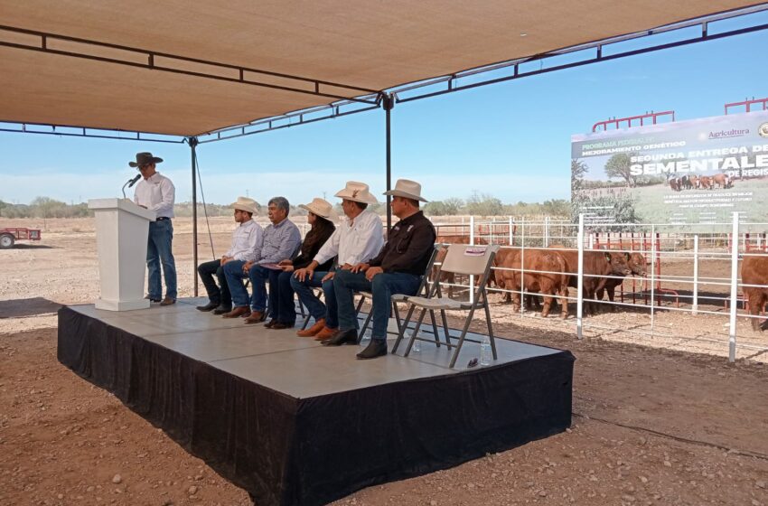 Entregan 67 toros a pequeños y medianos productores ganaderos – Radio Sonora
