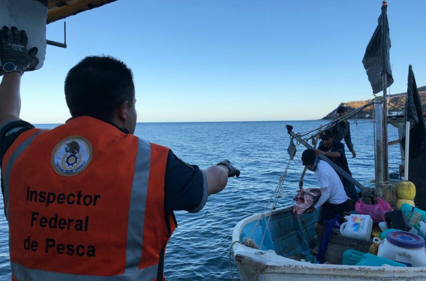  Marina incauta 240 kilos de pesca ilegal y una embarcación en la Reserva de las Islas Marías