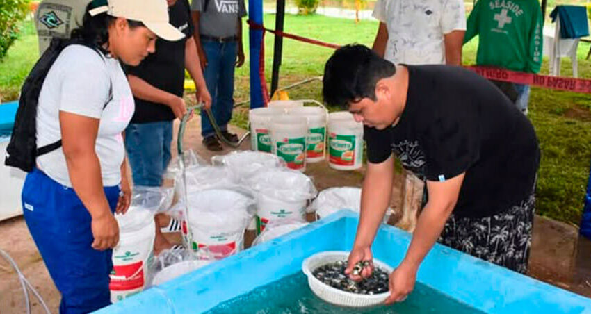  Huánuco: IIAP impulsa la acuicultura para enfrentar la minería ilegal en Puerto Inca