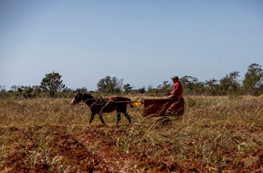  Cuba libra batalla contra desabasto alimentario – La Jornada