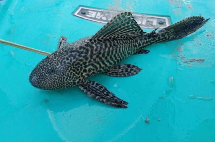  CONABIO alerta de especies invasoras; hay al menos 10 en Quintana Roo