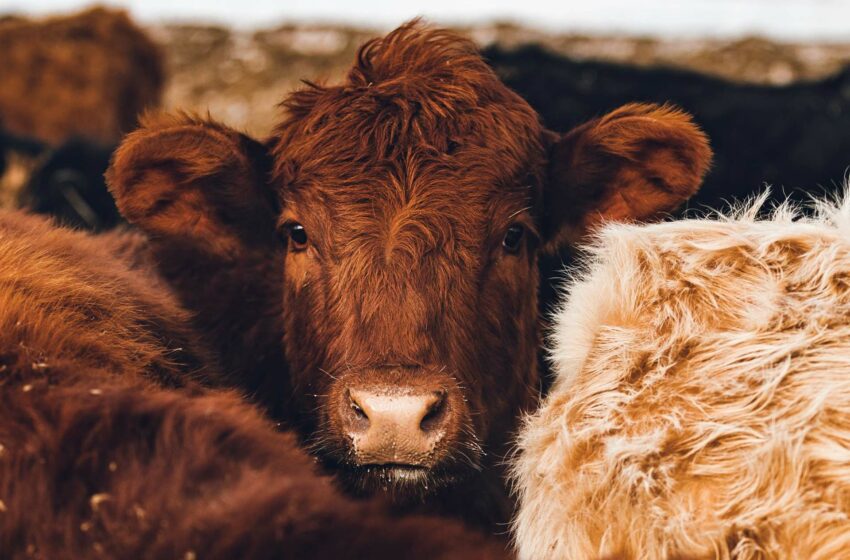  Tamaulipas refuerza blindaje contra gusano barrenador – López-Dóriga Digital