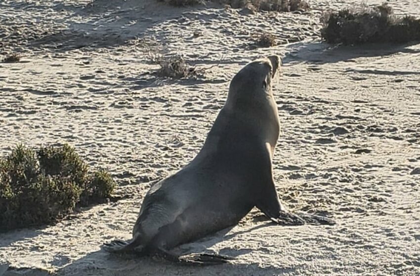  Liberan a un lobo marino en playa de Nayarit; ejemplar fue rescatado con una red de pesca …