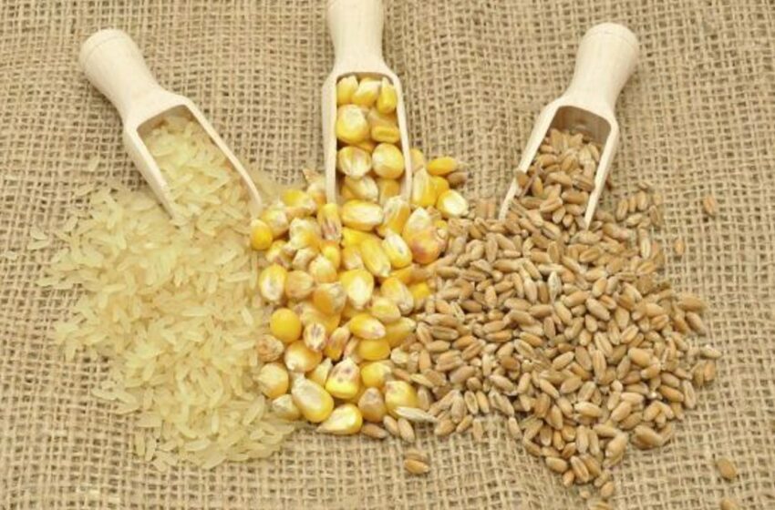  Impulsan apoyo a productores de granos desde Congreso – INFO7