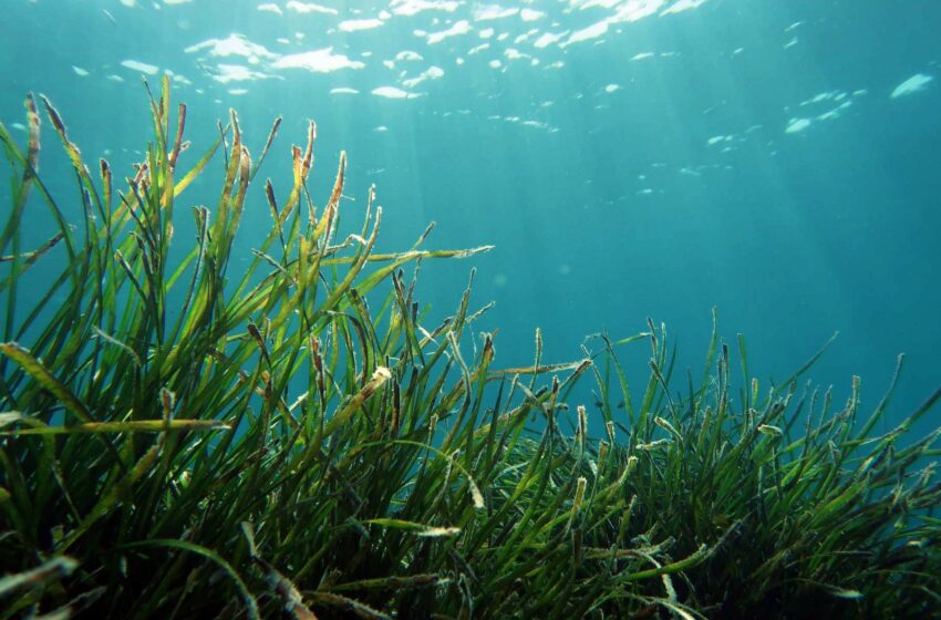  Exposición sobre Posidonia en el Observatorio de Medio Ambiente