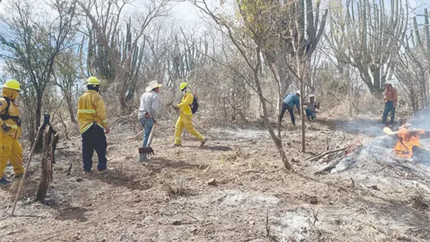  Refuerzan estrategias contra incendios forestales en Álamos, Sonora – Expreso