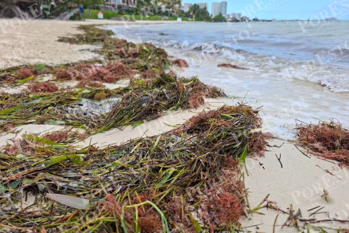  Alertan por afectaciones a la salud y medio ambiente ante el nuevo arribo de sargazo en …