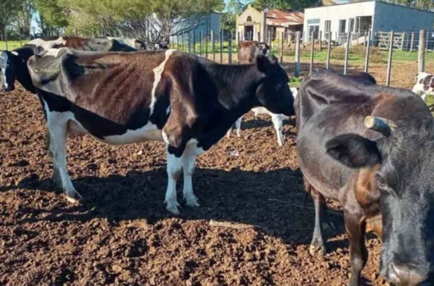  Declara Uruguay emergencia agropecuaria – El Porvenir