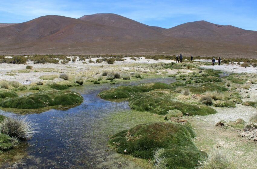 Comunidad de Cancosa y CONAF celebran el Día de los Humedales en laguna Lagunillas