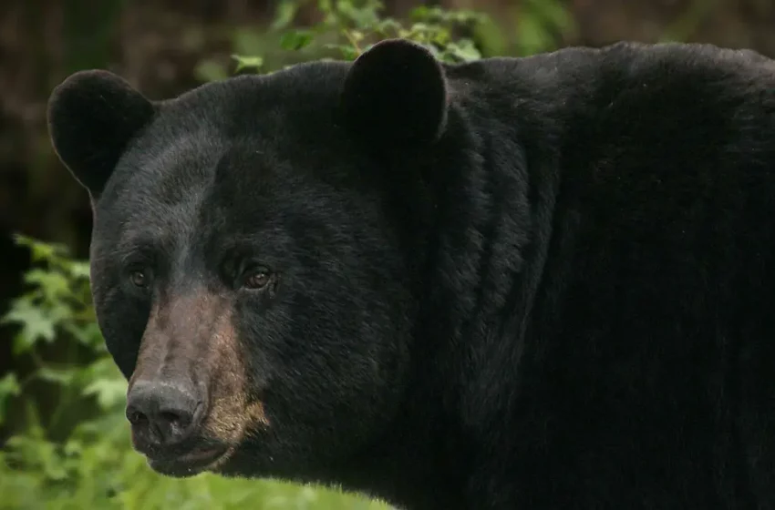  Nuevo León, Coahuila y Sonora beneficiados por alianza de protección del Oso Negro