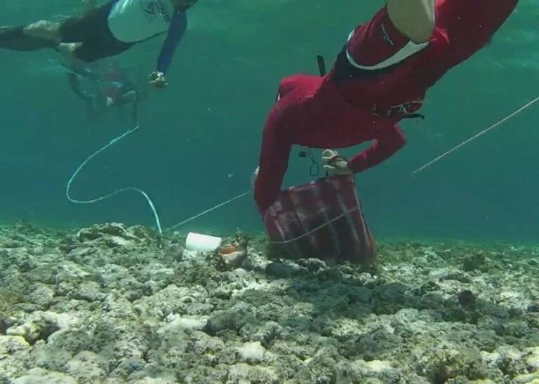  Inicia periodo de captura del caracol rosa en el Banco 'Chinchorro' – Noticaribe