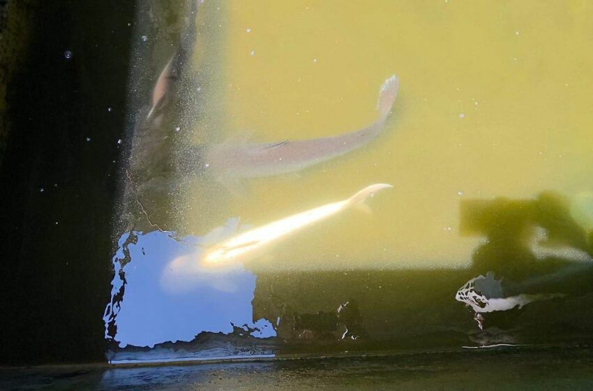  Acuacultura crece en el Soconusco con producción de tilapia – Diario del Sur