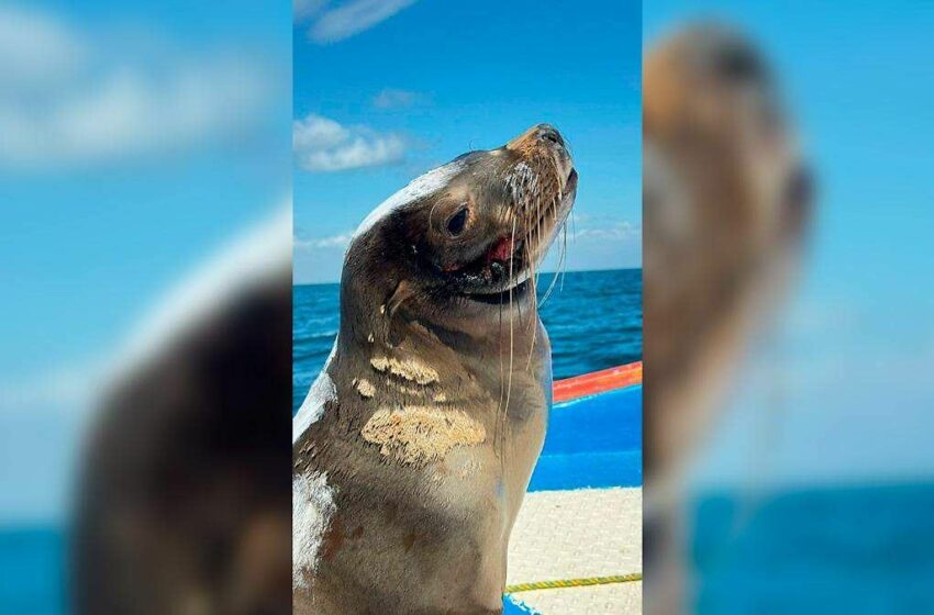  Rescatan lobo marino enmallado en Bahía Magdalena tras reporte ciudadano – El Sudcaliforniano