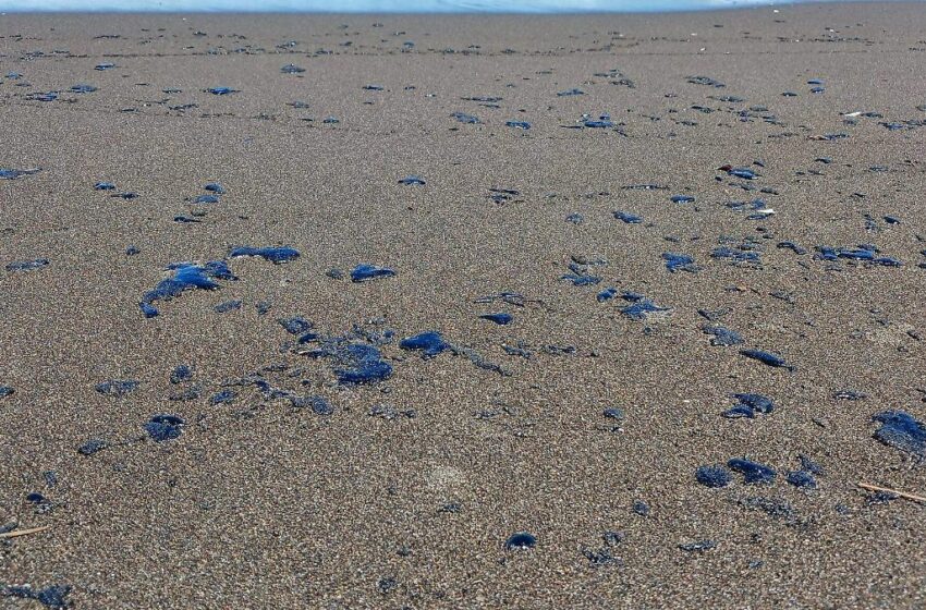  Ayuntamiento de Nautla prohíbe actividades en playas por presencia de hidrocarburo