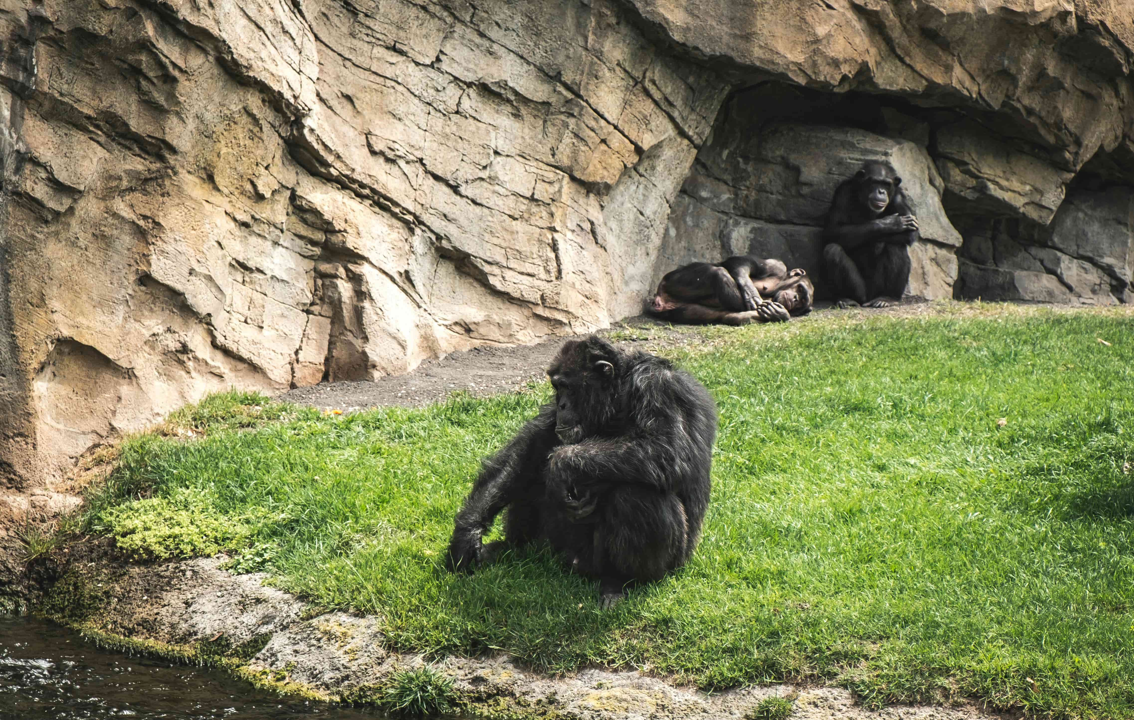 Las relaciones homosexuales entre primates se asocian a factores sociales y ecológicos