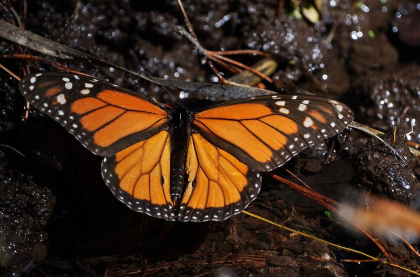  Población de mariposas monarca en México aumenta un 64% en la temporada 2025-2026
