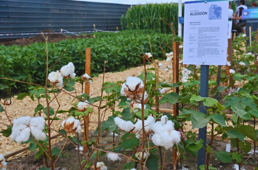  Arranca Expoagro y el INTA despliega su apuesta tecnológica | Argentina.gob.ar