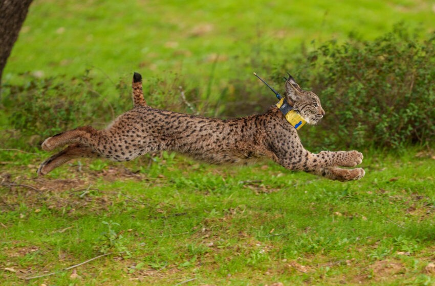  La recuperación del lince ibérico avanza con la liberación de dos ejemplares en Lora del Río