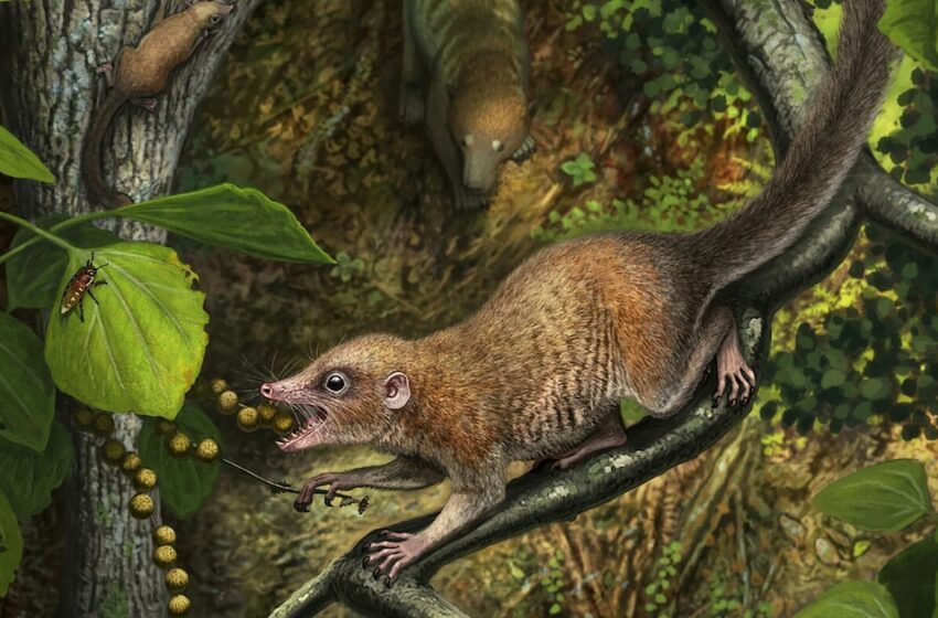  Dónde habitaba Purgatorius, el tatarabuelo de todos los primates – Infobae