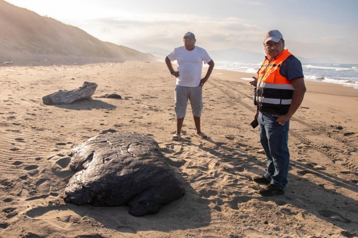  Derrame de hidrocarburo impacta 20 km de litoral en Catemaco – AVC Noticias