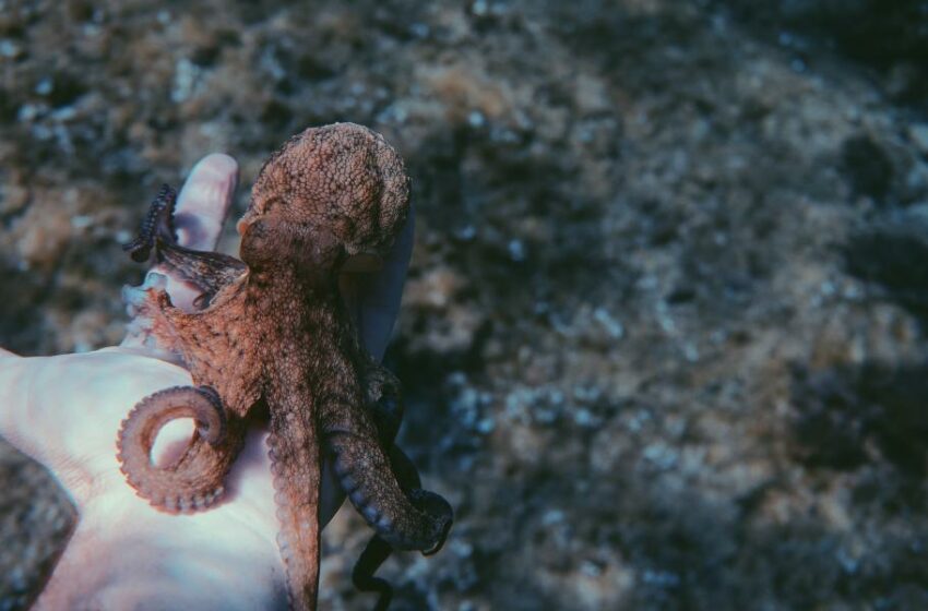  México busca prohibir granjas de pulpo, el debate que llega a la cocina y la pesca