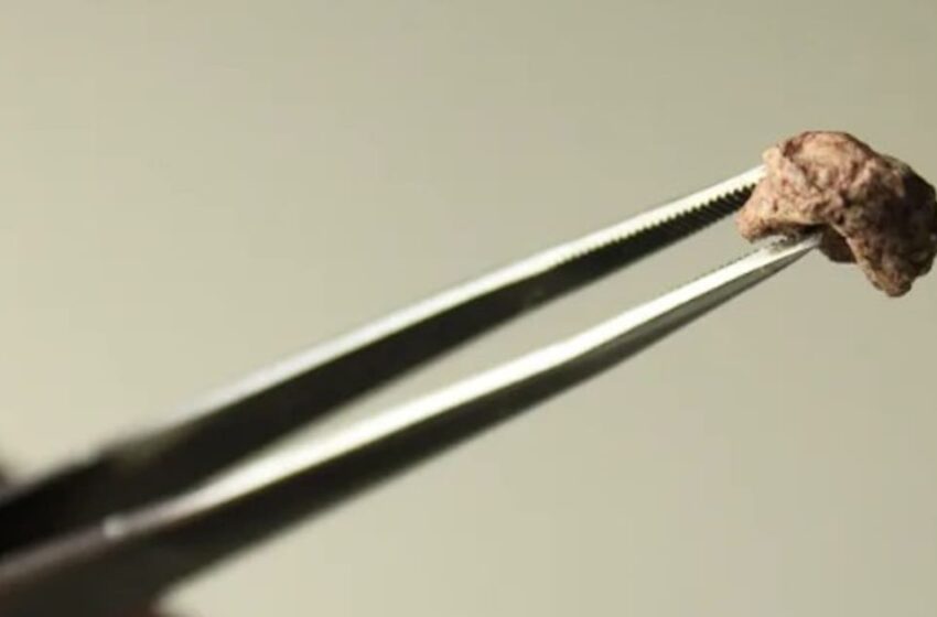  Encuentran el fósil más chico de Sudamérica: vivió antes que los dinosaurios y nadie sabía que existía – El Cronista