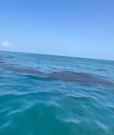  Reportan mancha de petróleo en Alvarado; temen que alcance Veracruz – Urbis