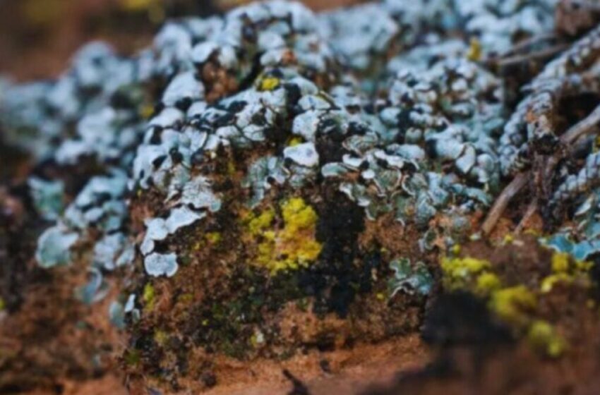  China ha logrado que un desierto empiece a reconstruirse desde abajo en solo 10 meses … – Gizmodo