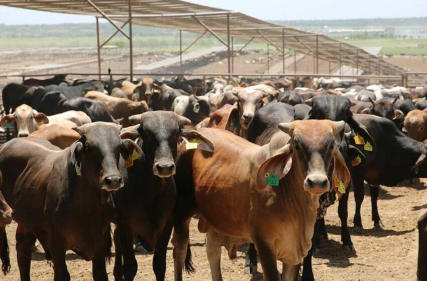  Refuerzan en Sonora medidas sanitarias para frenar riesgo del gusano barrenador