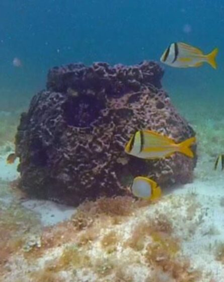  Crearán arrecifes artificiales en Río Lagartos para recuperar ecosistemas costeros