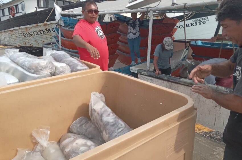  Temporada de mero y pulpo cierra con ganancias en Yucatán