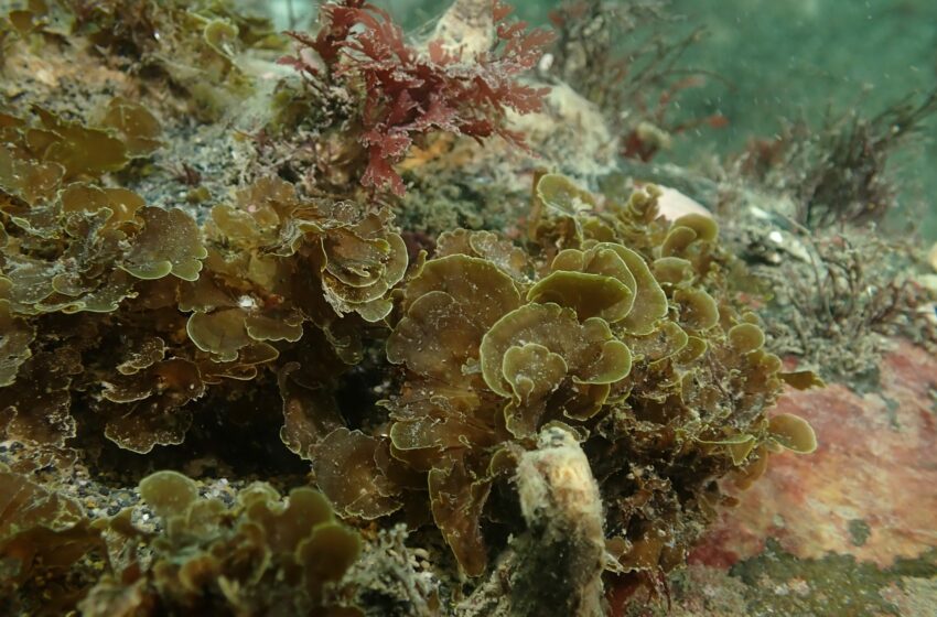  Registran por primera vez la «alga abanico» en las profundidades de Tierra del Fuego