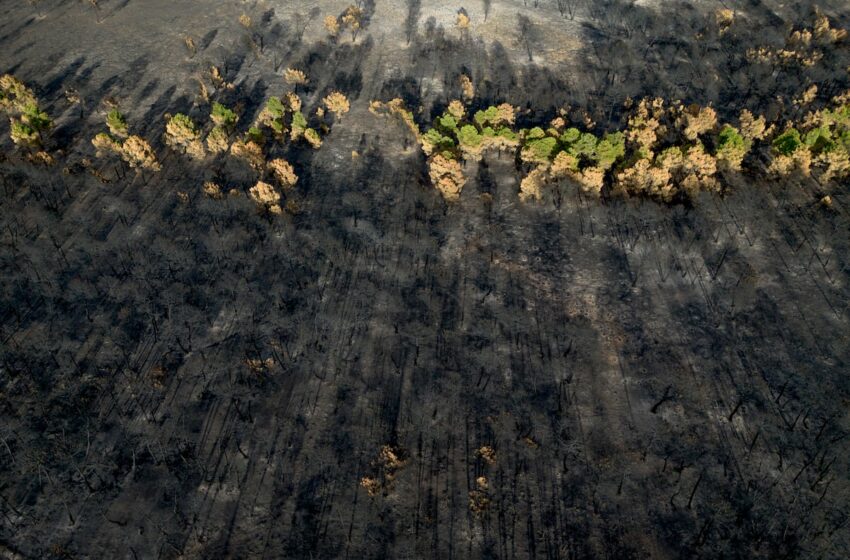  Es el cambio climático, no los pirómanos: hoy hay casi 12 días más al año de riesgo …