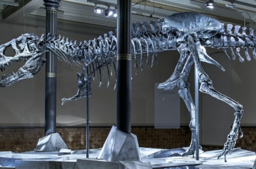  Un debate científico podría reescribir la historia del Tyrannosaurus rex y su forma de moverse – Infobae