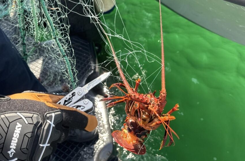  Liberan alrededor de 50 langostas rojas y aseguran redes de enmalle en Ensenada
