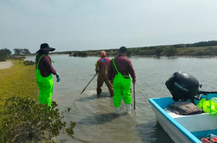  Impulsan desarrollo de granjas de ostión en Aldama y San Fernando – El Horizonte