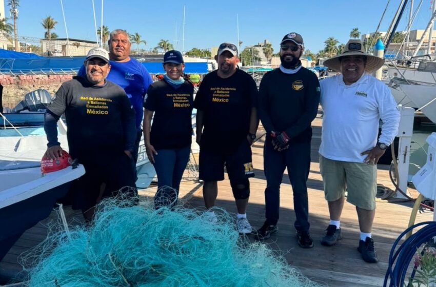  Rescatan y liberan ballenas jorobadas en Baja California – El Valle