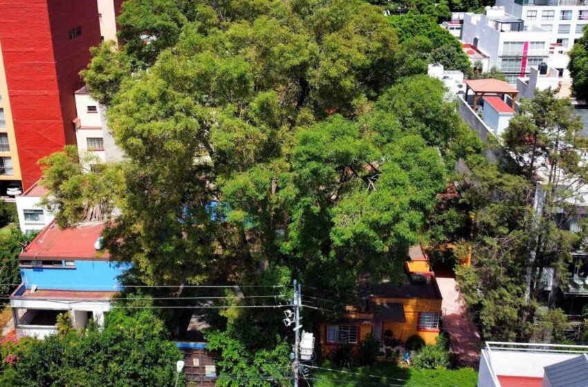  Secretaría del Medio Ambiente de la CDMX Explica la Razón por la Que Podaron al Árbol 'Eugenio'