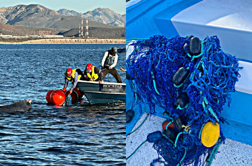  Tras días de labores, liberaron a ballena jorobada enmallada en redes de pesca, en BCS