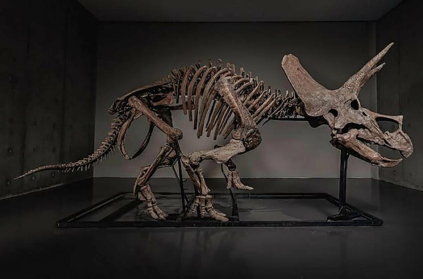  Subastan un dinosaurio de museo en perfecto estado por 5 millones de dólares