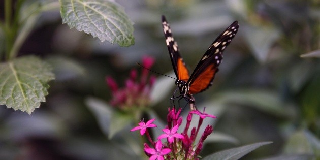  Mariposa monarca ocupa un 64% más de superficie de bosque en México en temporada 2025-2026