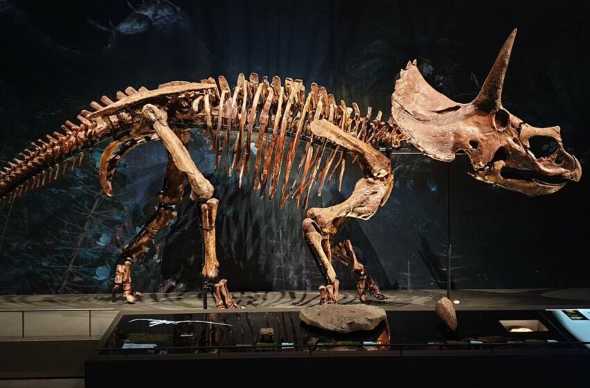  Subastan a «Trey», el icónico triceratops de Wyoming; crece interés por invertir en fósiles de dinosaurios – Puebla