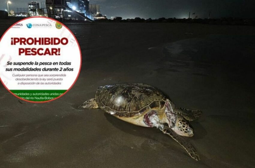  Prohíben la pesca en Veracruz por los próximos dos años, esta es la razón