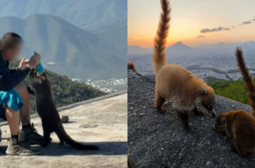  Alertan por el daño a animales silvestres que son alimentados por paseantes en montañas de NL